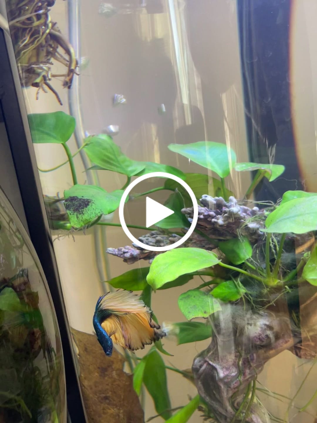 Customer video review of Mustard Gas Blue Halfmoon Male Betta Fish