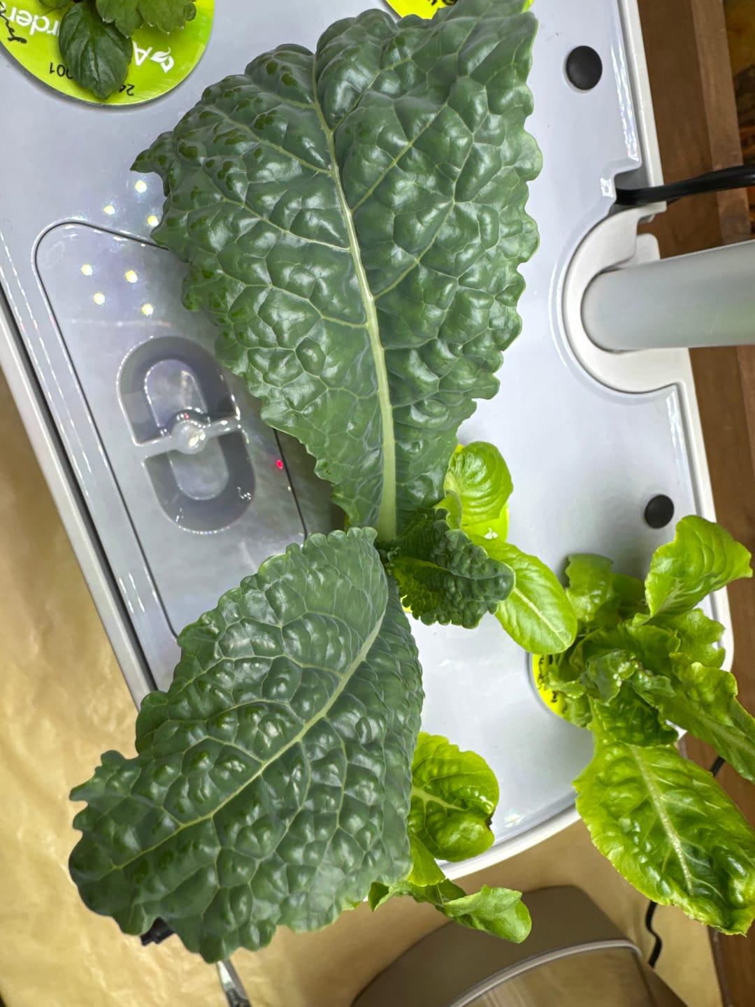 Customer photo review of Organic Lacinato Kale Seeds - Brassica oleracea
