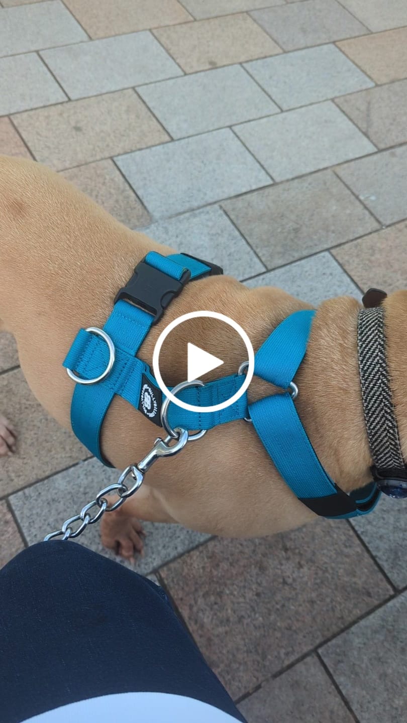 Customer video review of TRI-Harness® | Anti-Pull, Adjustable & Durable - Dog Trainers Choice -  Light Blue v2.0