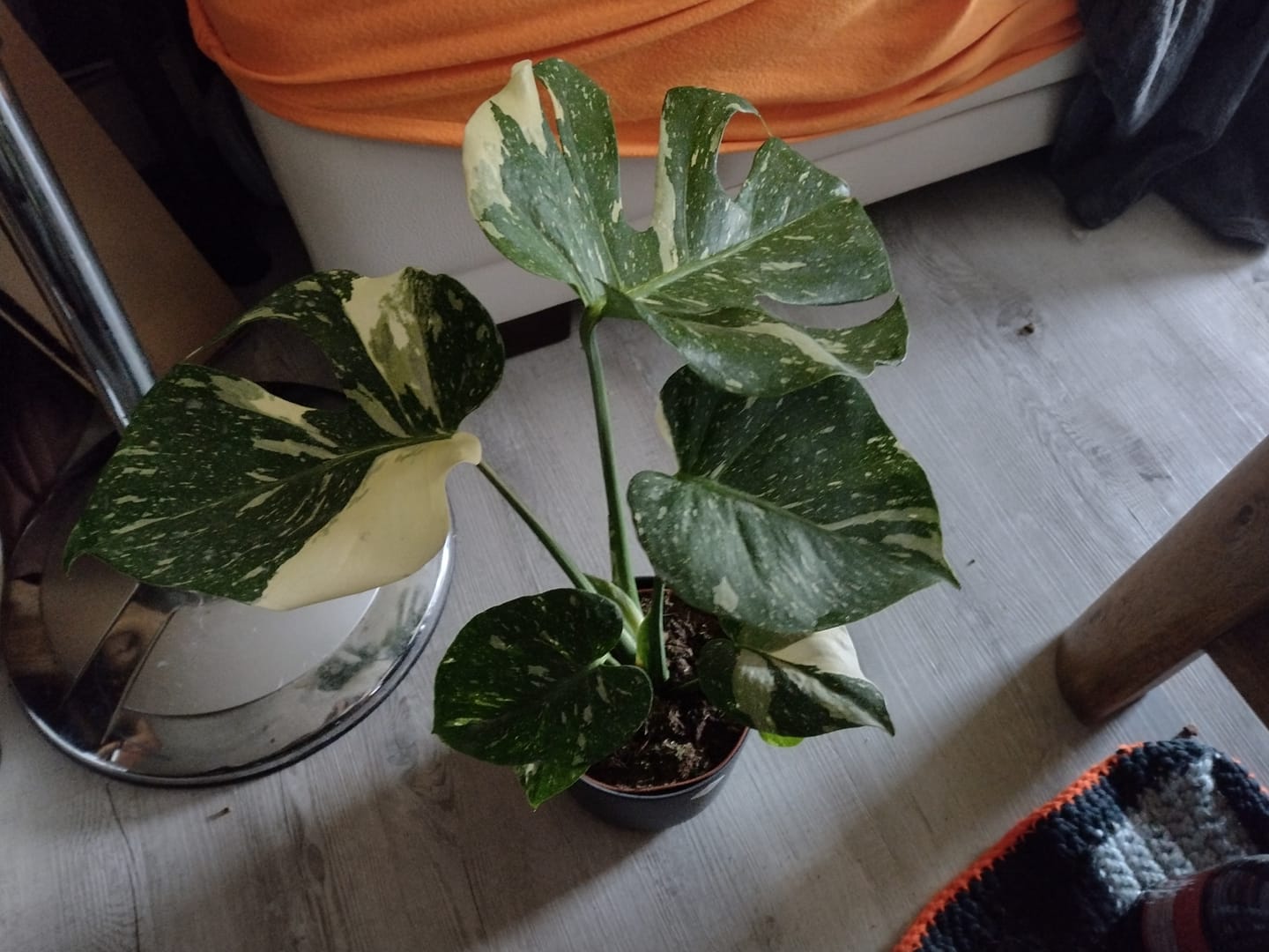 Customer photo review of Monstera Thai Constellation
