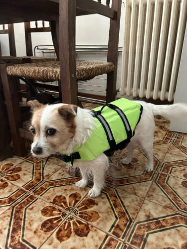 Customer photo review of Dog Life Vest