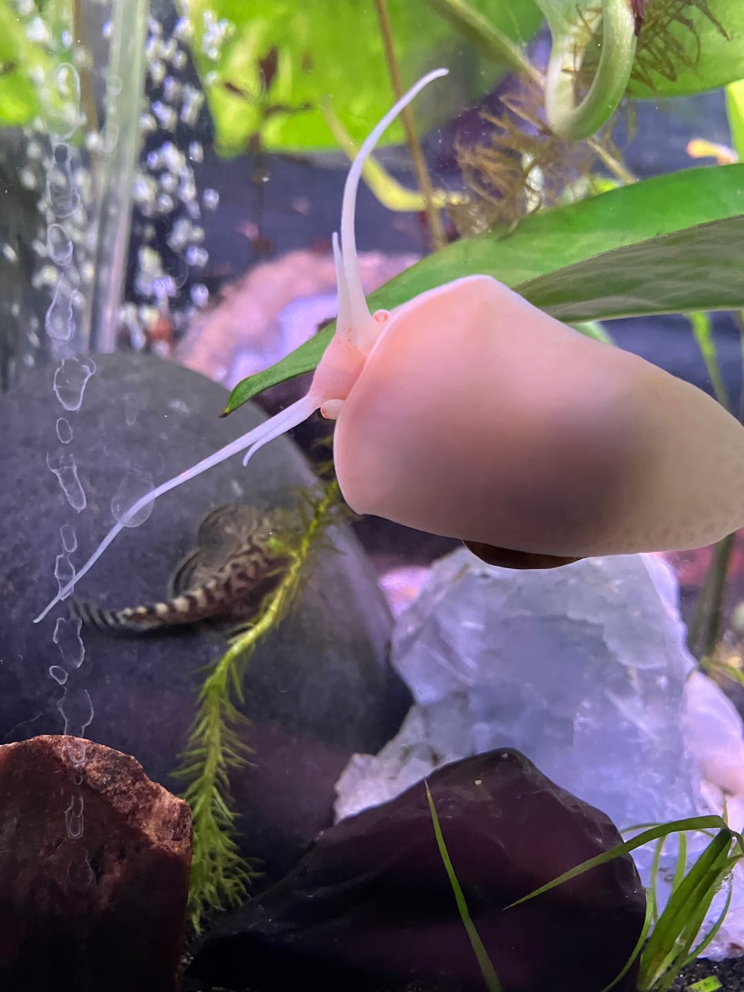Customer photo review of Gold Mystery Snail