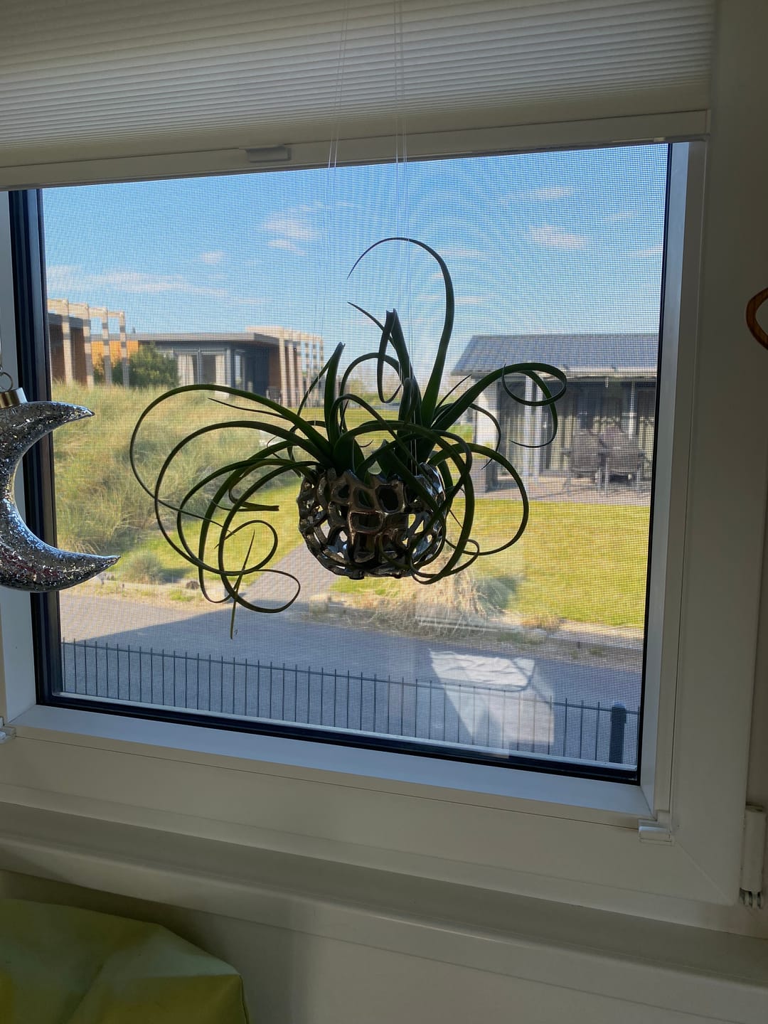 Customer photo review of Tillandsia "Curly Slim" - intermedia x streptohphylla