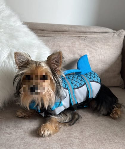Customer photo review of Pet Dog Life Jacket Vest