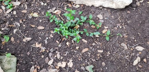 Customer photo review of Vinca Minor Bowles 50 count Flat