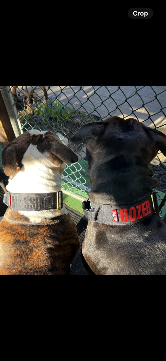 Customer photo review of 2" Tacti Luxe Dog Collar - Gold Noir