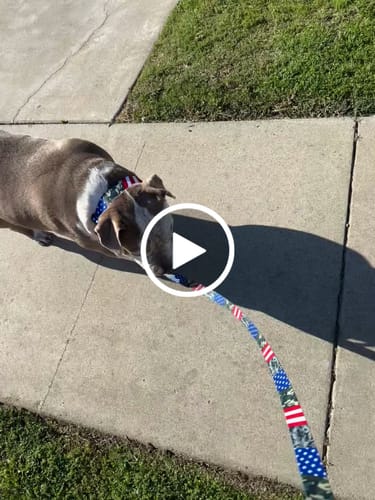 Customer video review of Patriot Leash