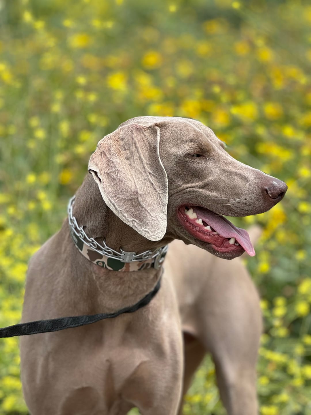 Customer photo review of CP - Brigadier Camo Dog Collar