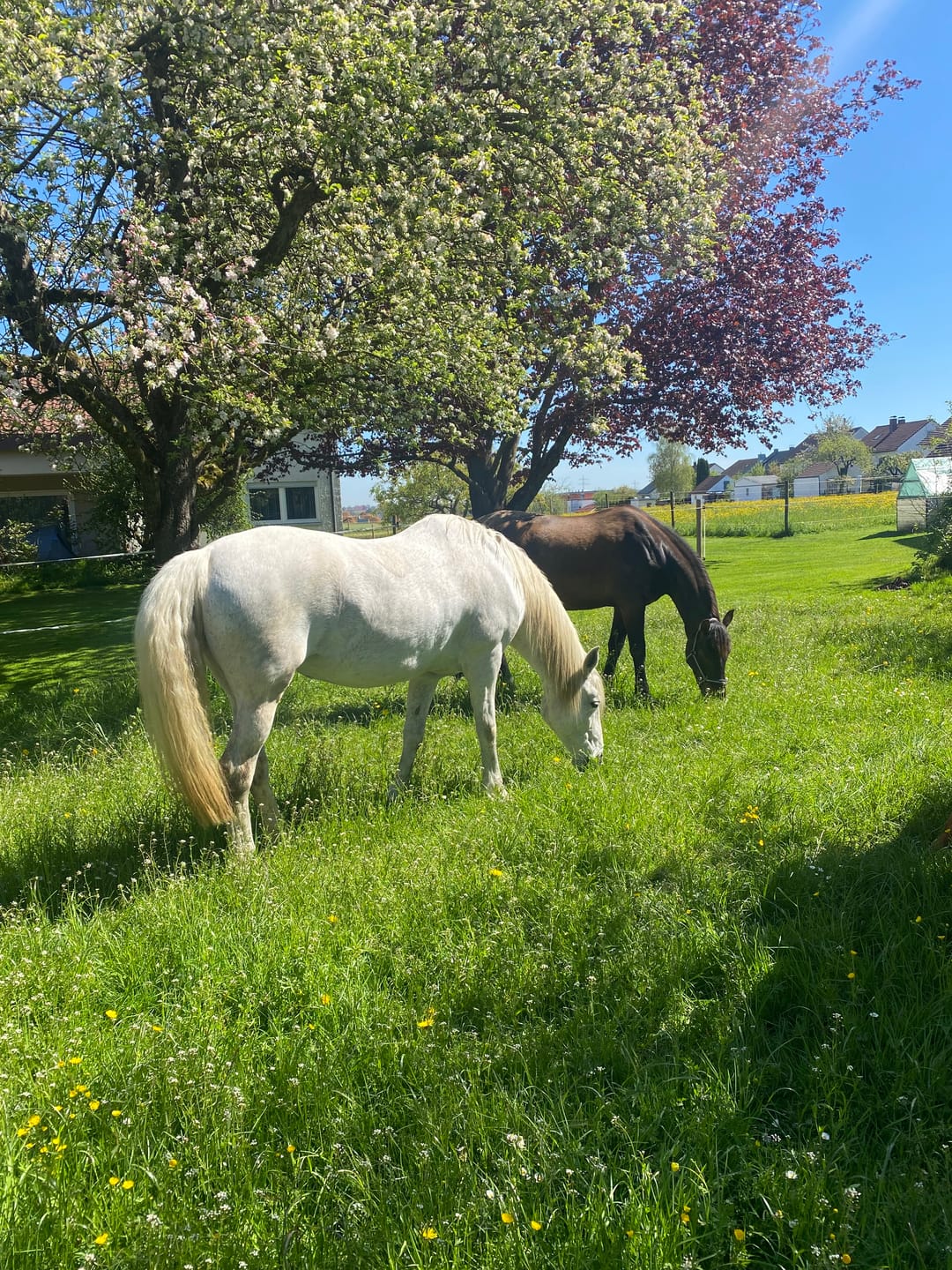 Customer photo review of Wurmtest Plus Pferd