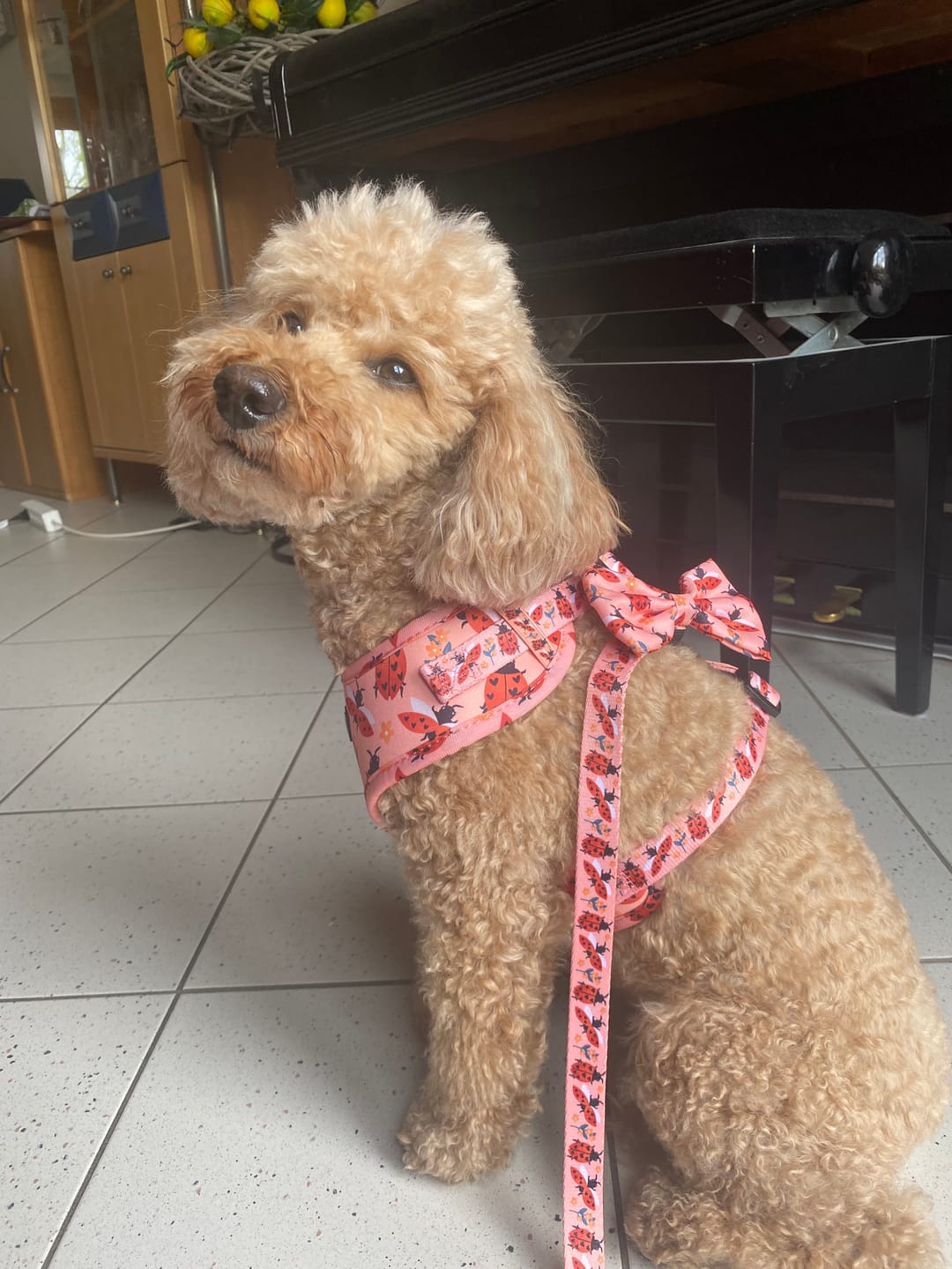 Customer photo review of Adjustable Dog Harness - Snug As A Lady Bug