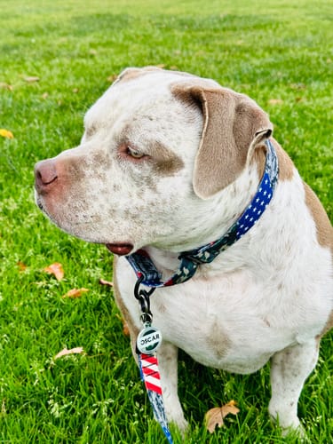 Customer photo review of Patriot Martingale Collar