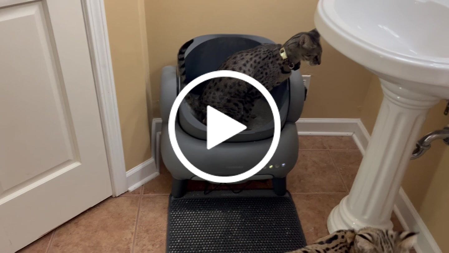 Customer video review of Neakasa M1 Open-top Self-cleaning Cat Litter Box