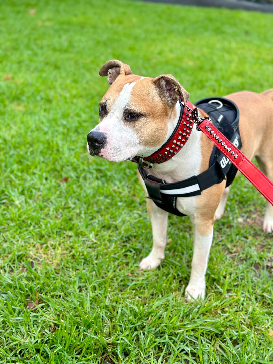 Customer photo review of Hand Made Leather Dog Collar - Ruthless Red & Black (Wide Fit)
