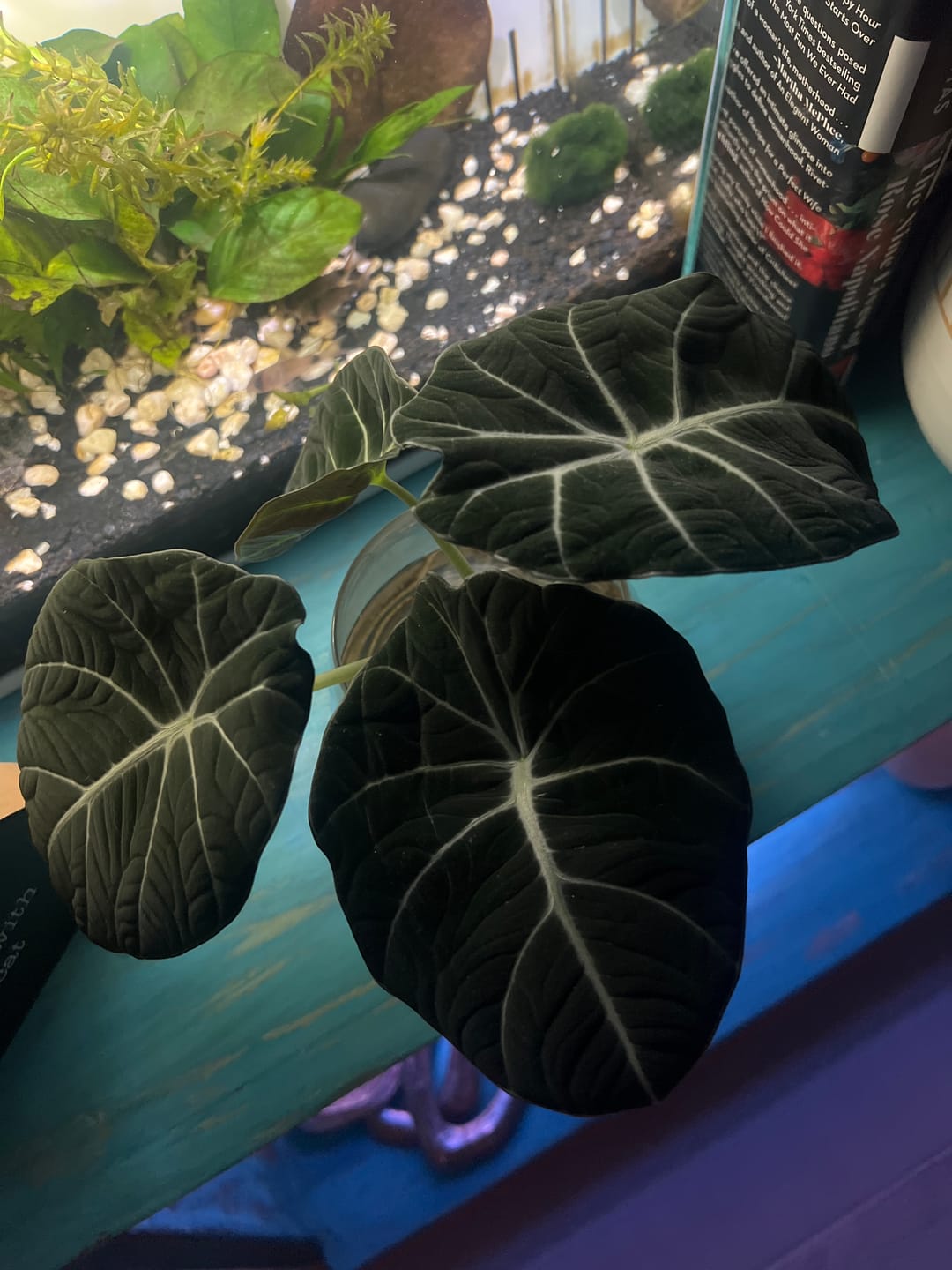 Customer photo review of Alocasia reginula "Black Velvet"