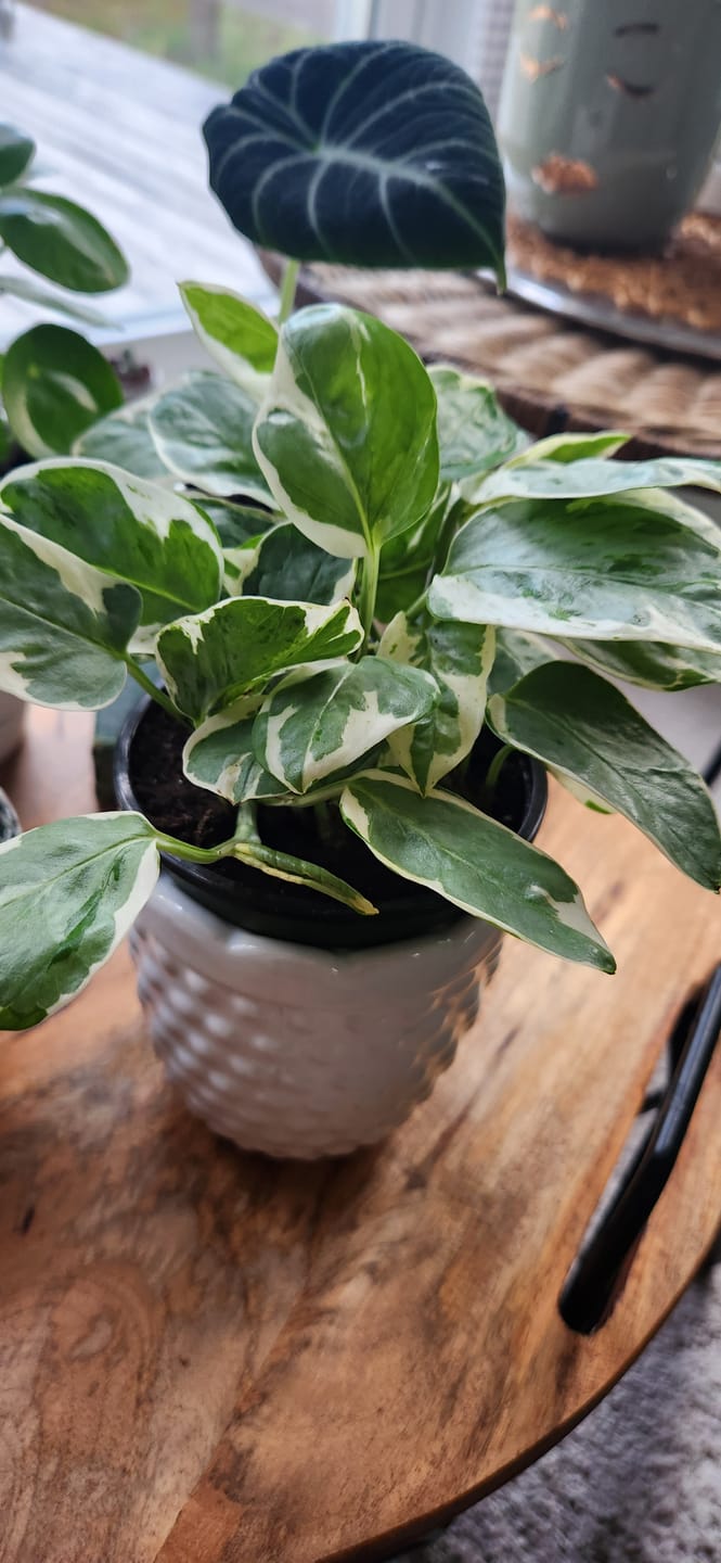 Customer photo review of Pothos Epipremnum aureum 'Pearls and Jade'