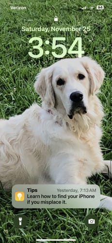 Customer photo review of Cow Ears For Dogs