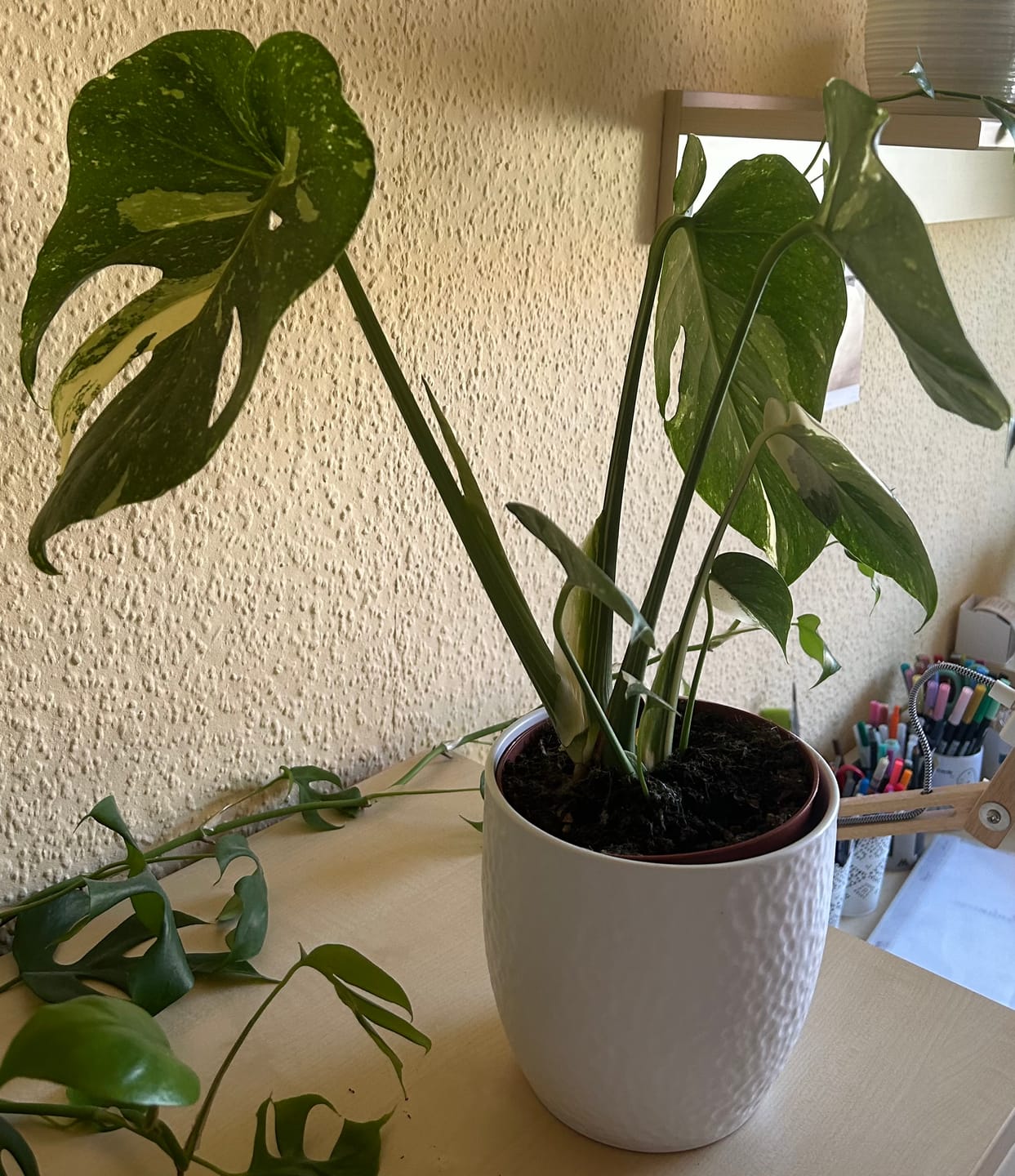 Customer photo review of Monstera Thai Constellation