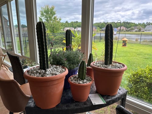 Customer photo review of San Pedro Cactus | Echinopsis (Trichocereus) pachanoi