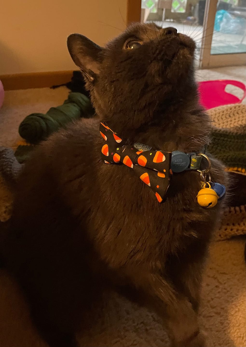 Customer photo review of Candy Corn Bow Tie for Dog and Cat Collar