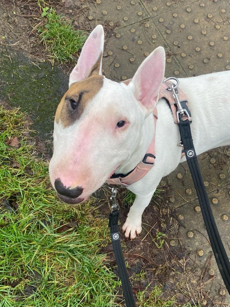 Customer photo review of Double Ended Training Lead | All Breeds - Durable & Soft 2m Lead - Black