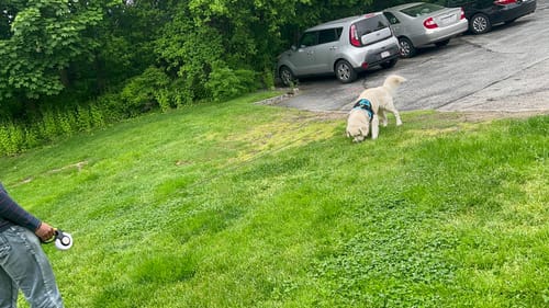 Customer photo review of FIDA AutoBrake Leash