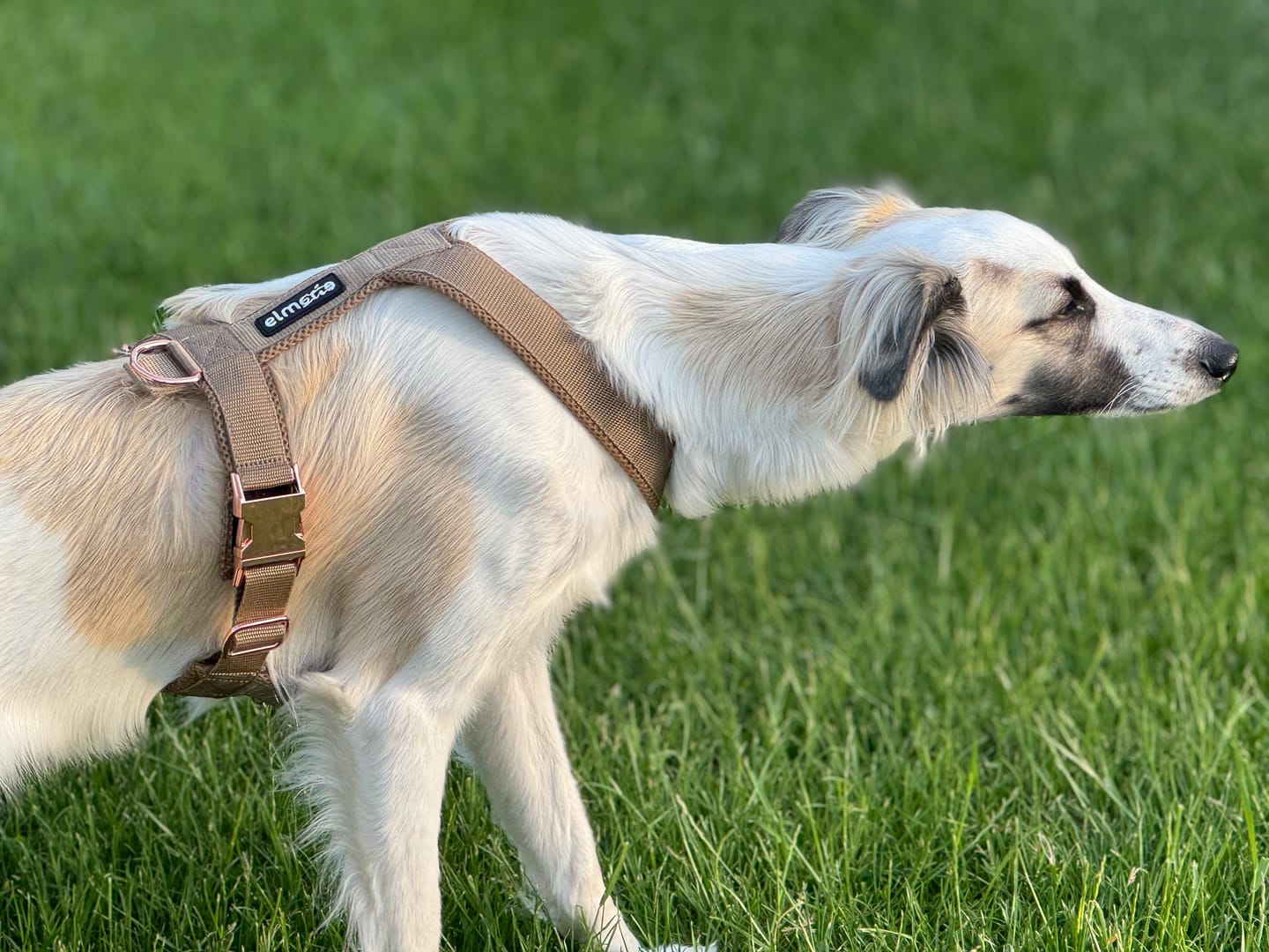 Customer photo review of Windhundgeschirr PRO "Golden Sand"