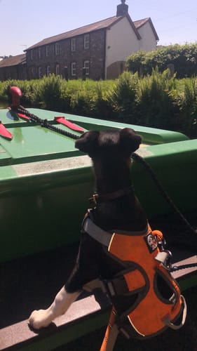 Customer photo review of Sighthound Escape Proof Harness