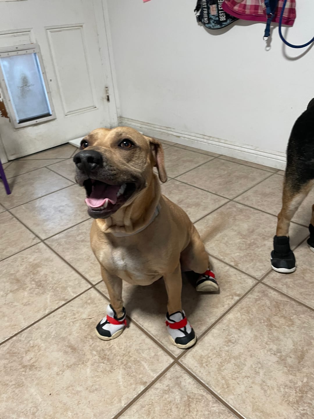Customer photo review of Caesar 1S