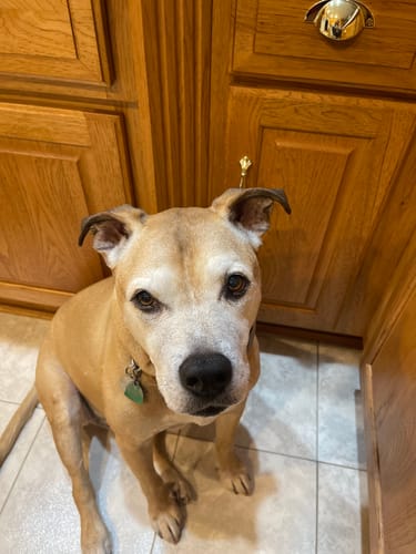 Customer photo review of Petsmont Buddy Guard Large Dog