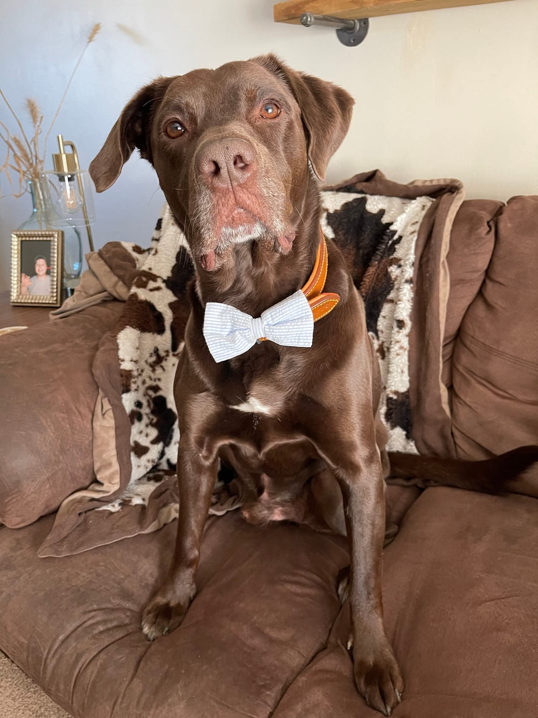 Customer photo review of Light Blue Seersucker Bow Tie for Dog and Cat Collar