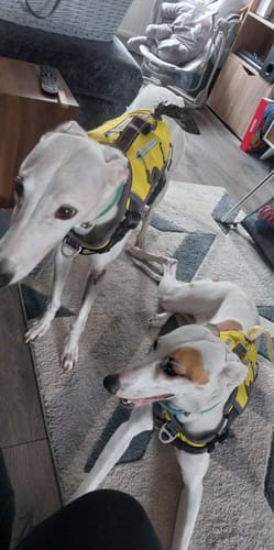 Customer photo review of FIDA No Pull Harness