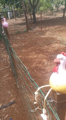 Customer photo review of Valenzia™ - Keramik Huhn