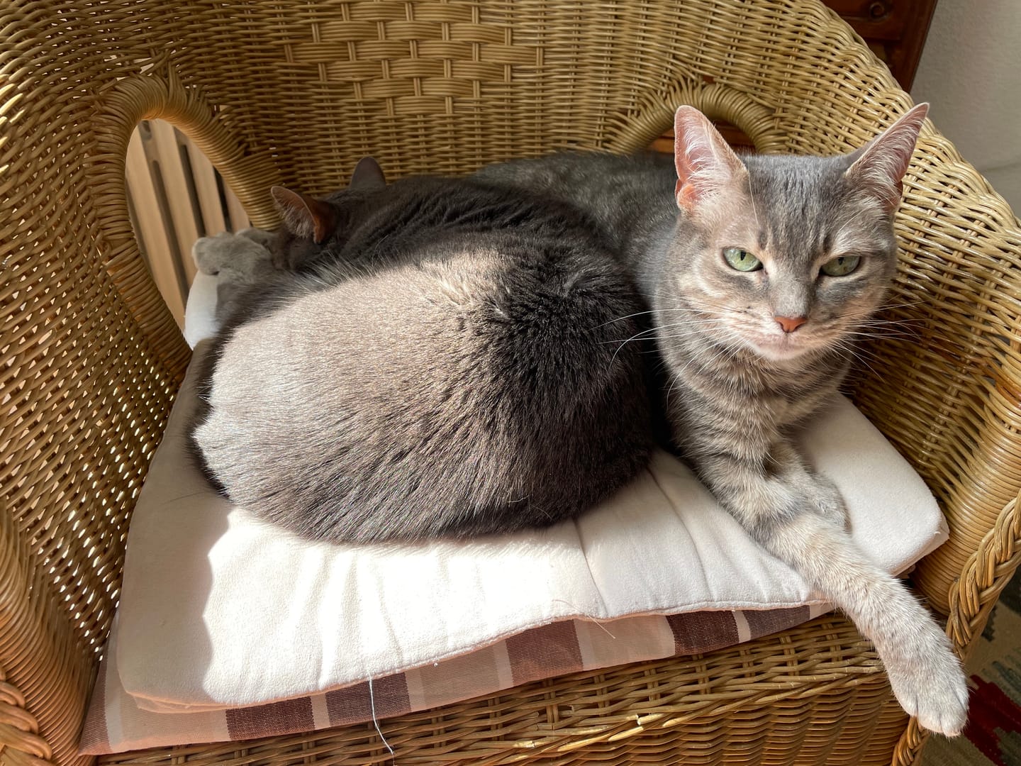 Customer photo review of Croquettes riches en poissons blancs frais (chat stérilisé)