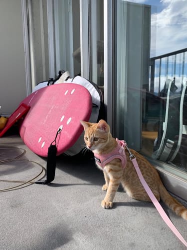 Customer photo review of FIDA Cat Harness and Leash Set for Walking Kitten and Puppy