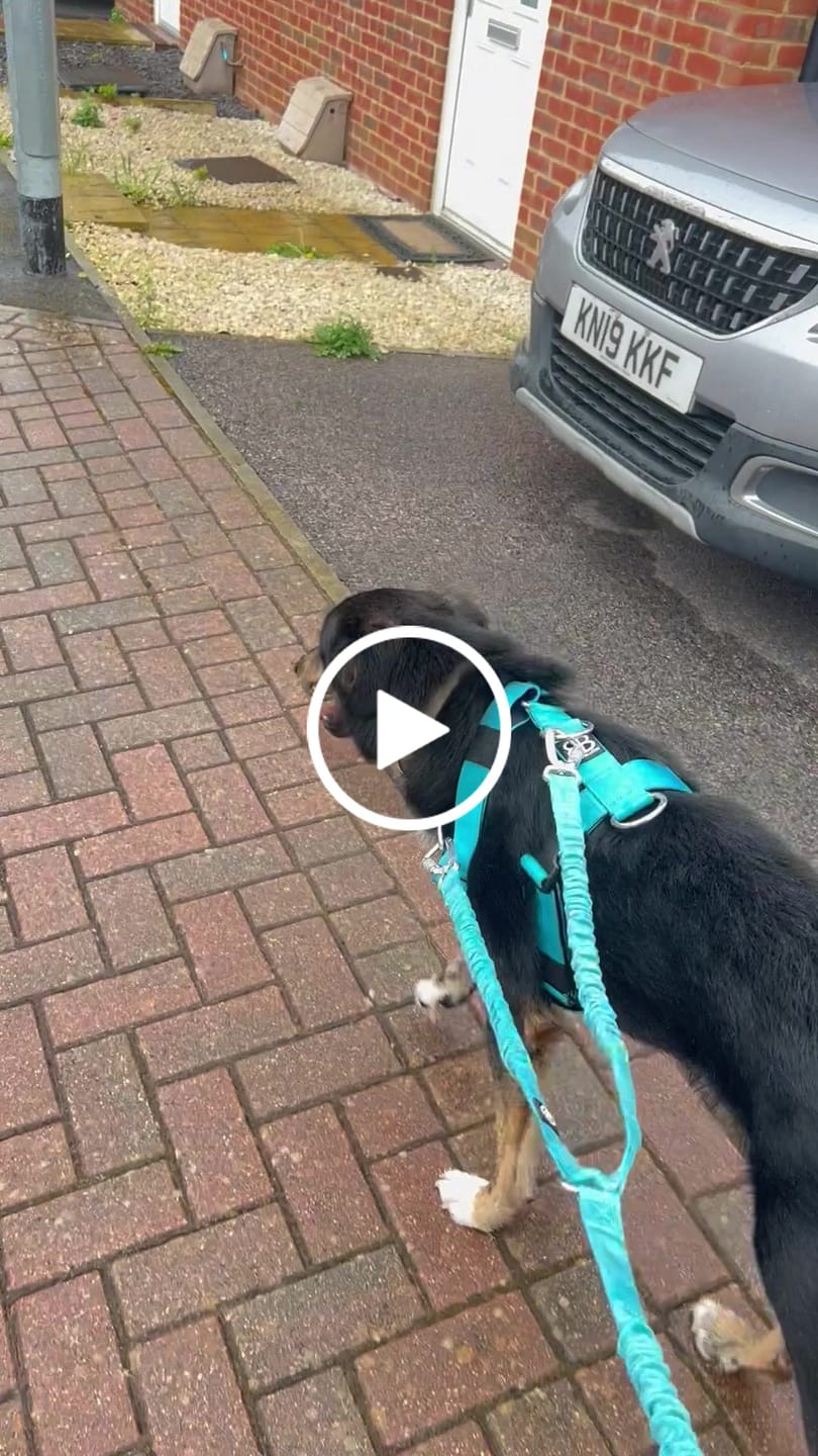 Customer video review of TRI-Harness® | Anti-Pull, Adjustable & Durable - Dog Trainers Choice -  Light Blue v2.0