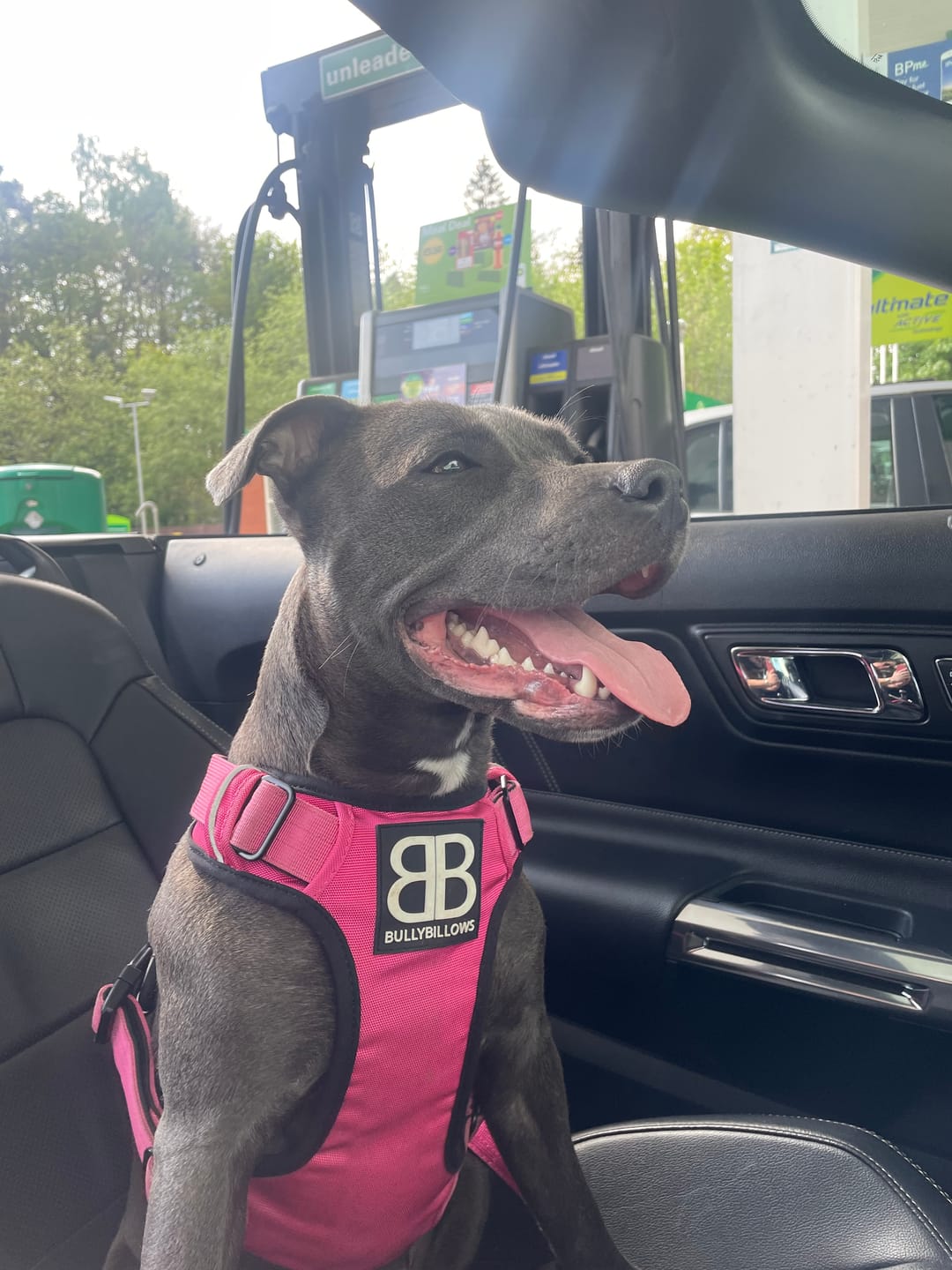 Customer photo review of Premium Comfort Harness | Non Restrictive & Adjustable - Magenta