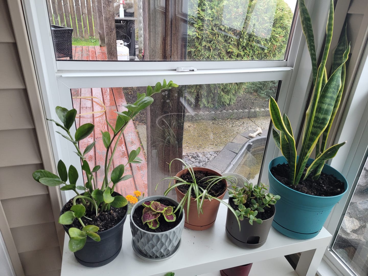 Customer photo review of Houseplant Top 40 Guide + Playlist