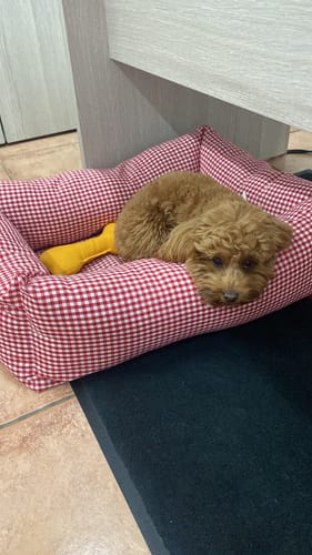 Customer photo review of Divanetto Cotone Vichy Rosso