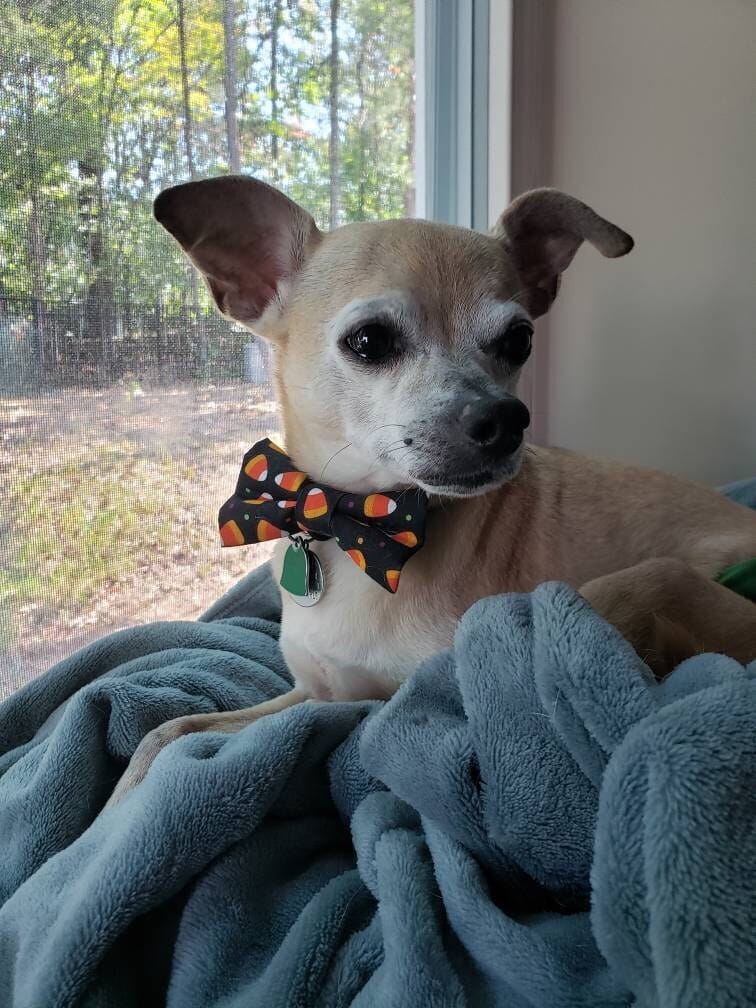 Customer photo review of Candy Corn Bow Tie for Dog and Cat Collar
