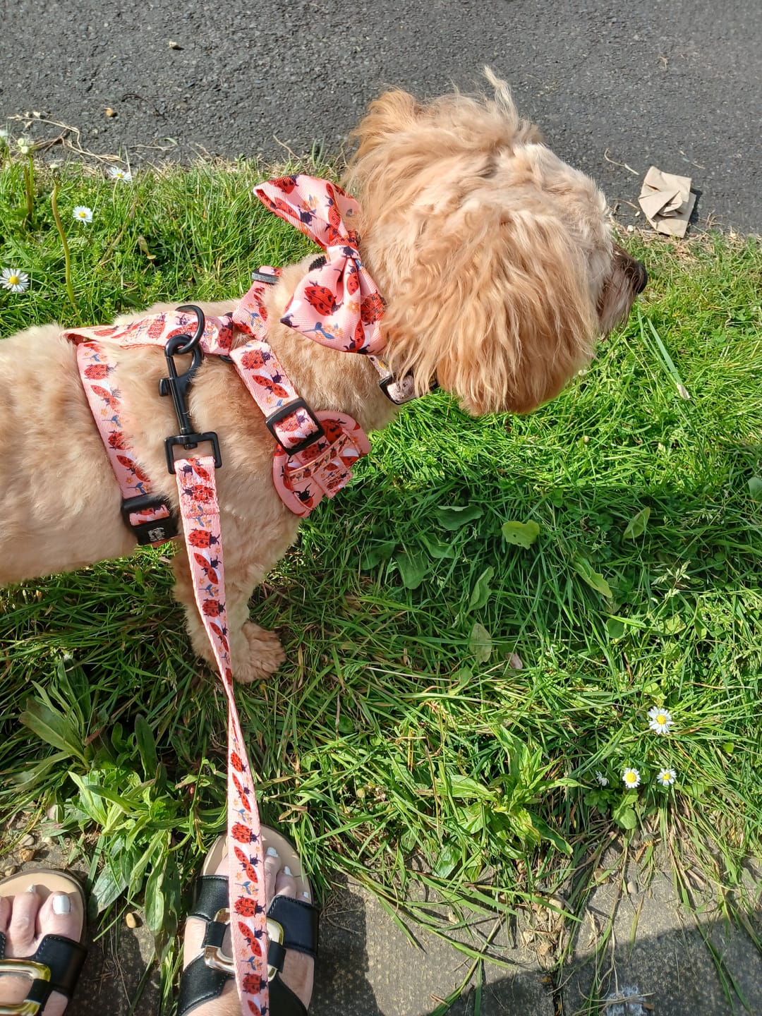 Customer photo review of Bow Tie - Snug Like A Ladybug