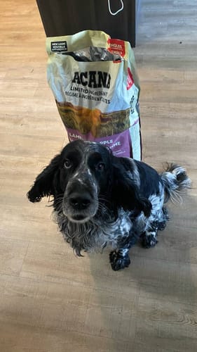 Customer photo review of ACANA Singles - Lamb with Apple Recipe Dog Food - Dry Dog Food- ACANA