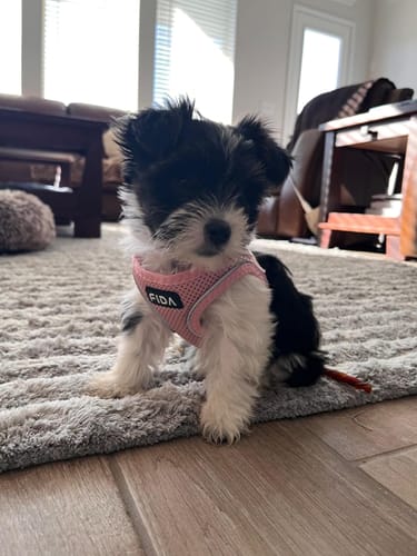 Customer photo review of FIDA Cat Harness and Leash Set for Walking Kitten and Puppy