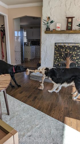 Customer photo review of FIDA Dog Rope Toys
