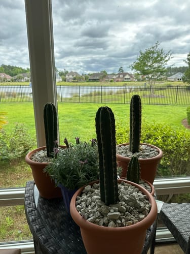 Customer photo review of Cactus Collector Variety Packs | Trichocereus Cactus Variety Packs