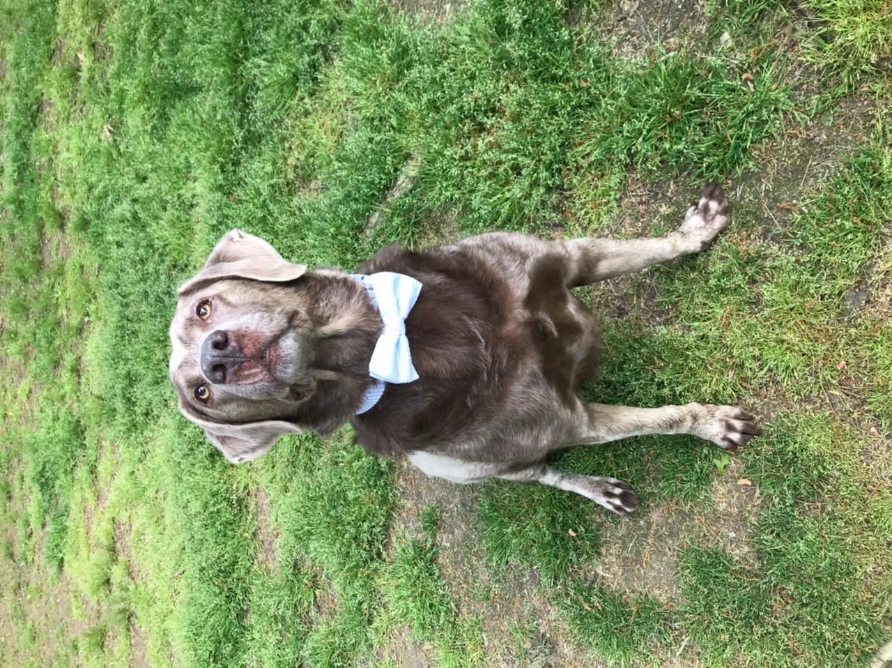 Customer photo review of Light Blue Seersucker Bow Tie for Dog and Cat Collar