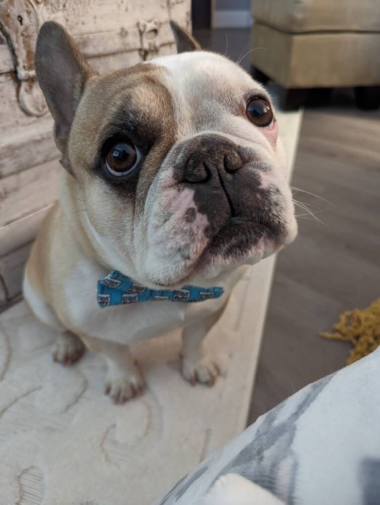 Customer photo review of Birthday Boy Bow Tie for Dog Collar or Cat Collar