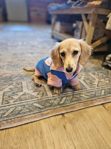 Customer photo review of The Weens Dog Polo Pullover