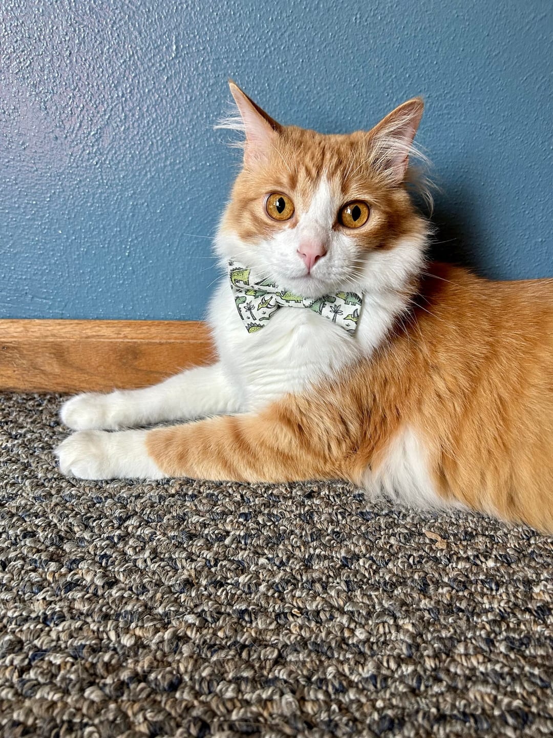 Customer photo review of Green Dinosaur Bow Tie for Dog and Cat Collar