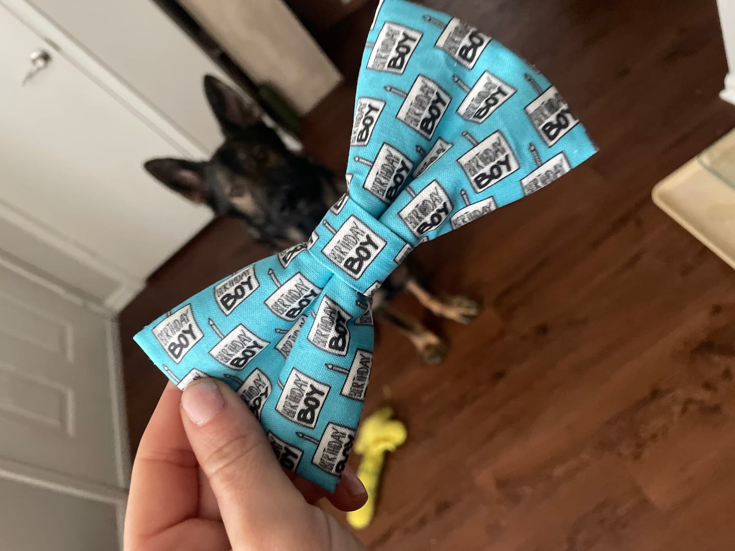 Customer photo review of Birthday Boy Bow Tie for Dog Collar or Cat Collar