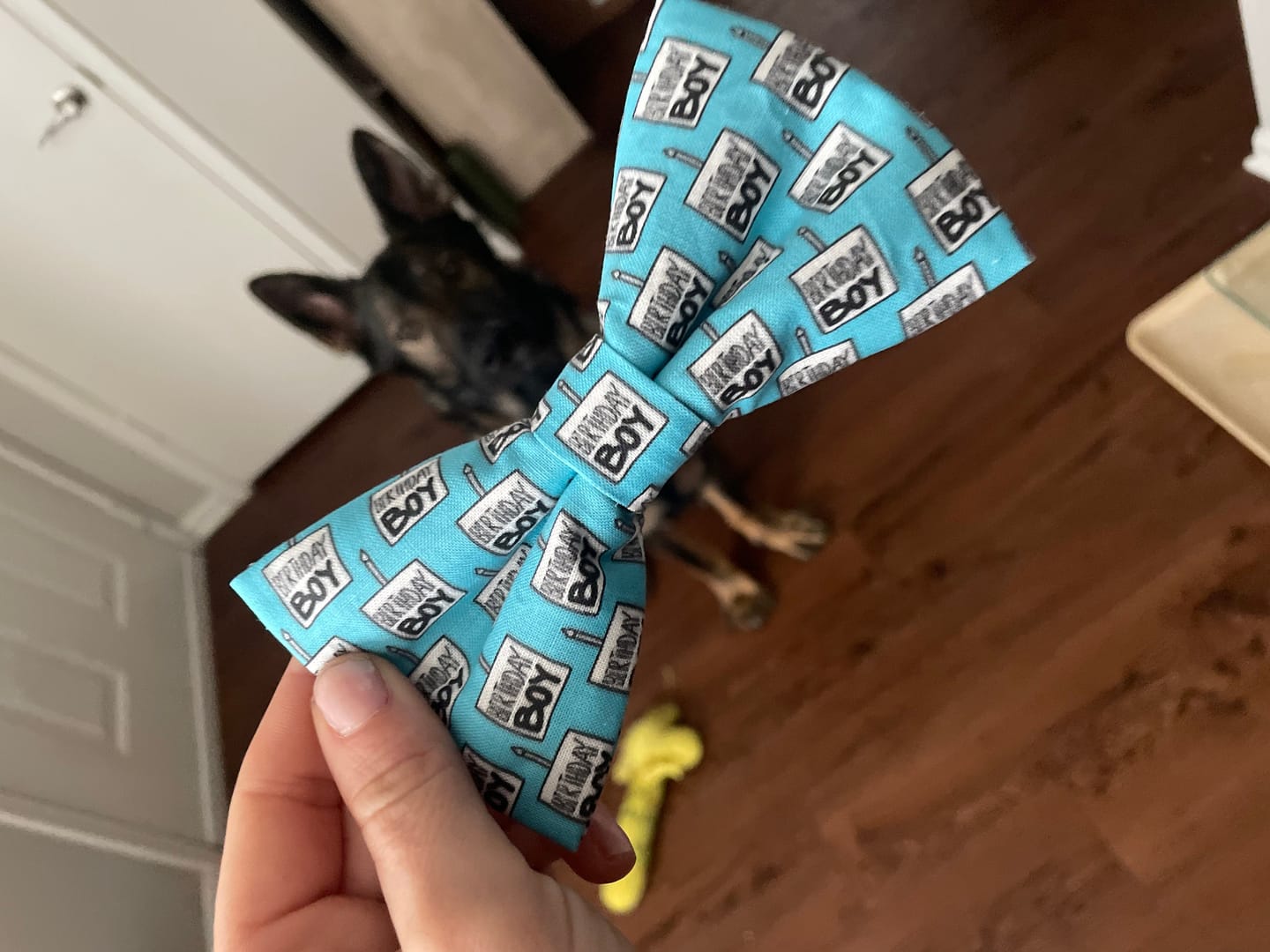Customer photo review of Birthday Boy Bow Tie for Dog Collar or Cat Collar